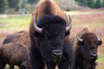 Bull Buffalo Eating Grass at Custer State Park, South Dakota