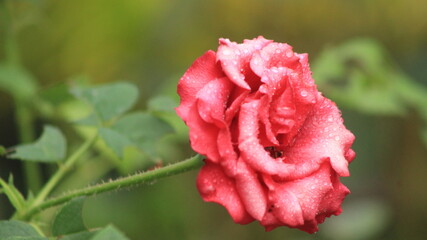 Obraz premium pretty close up rose flower picture