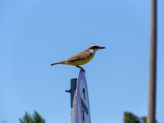 Great Kiskadee showing its aerodynamic body shape standing in a sign