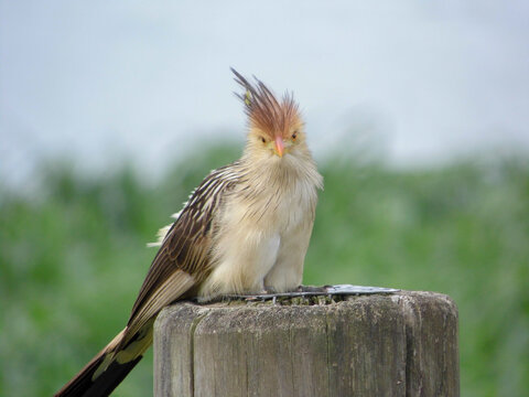 Guira Cuckoo looking at the camera while perched in a wood stump