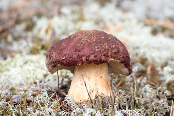 Edible boletus with red hat and thick leg collected by mushroom picker on white moss in pine forest.