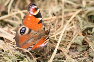 red admiral butterfly