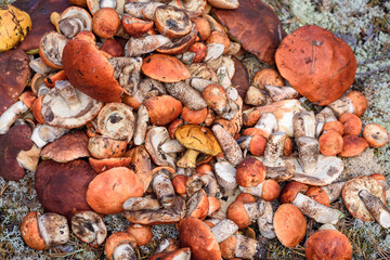 Bunch of cut mushrooms of boletus and boletus with red hat lies on the ground on summer day in the forest.