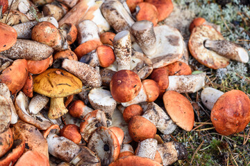 Bunch of cut mushrooms of boletus and boletus with red hat lies on the ground on summer day in the forest.