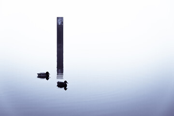 Isolated Silhouettes of Ducks on a lake in Brandenburg Germany on a misty Winter Day no. 2