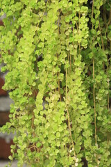 pretty close up garden plant with blurred brick wall background
