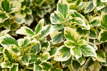 Euonymus Japonicus Sunny Delight