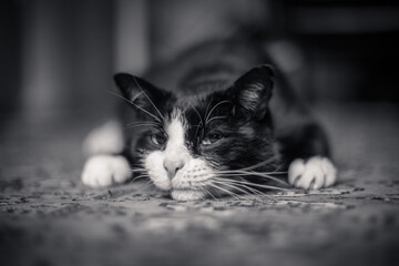 Black and White Cat Looking Sly
