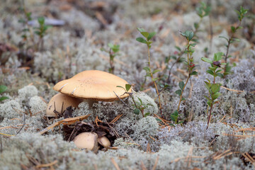 Poisonous toadstool mushroom growing in the forest.