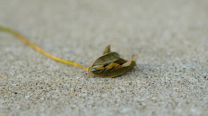 leef