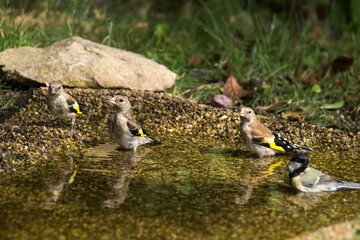 junge Stieglitze im Vogelbad