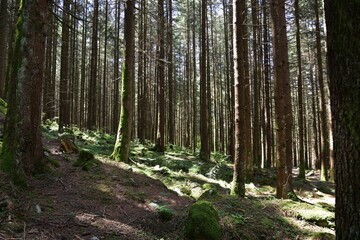 Obraz premium Dense forest