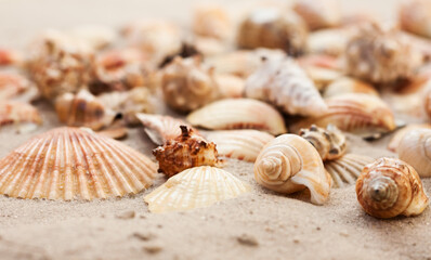 Seashells on the sand, summer beach tropical background travel concept with copy space for text