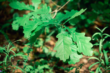 Beautiful green leaves of flowering plant.