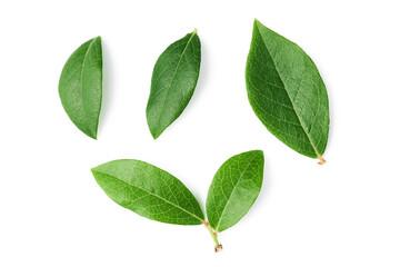 Obraz premium Leaves of blueberry isolated on white background 