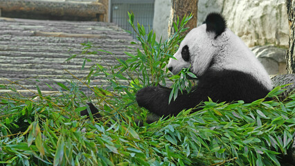 Giant panda (Ailuropoda melanoleuca)  is having lunch with bamboo