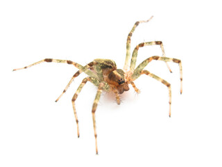 spider on a white background, Agelena opulenta