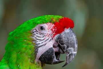 Ara vert et rouge © SCHAWANN MICHAËL