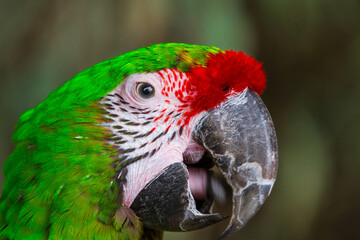 Ara Vert et Rouge © SCHAWANN MICHAËL