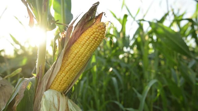 Ripening corn on the cob in sunset