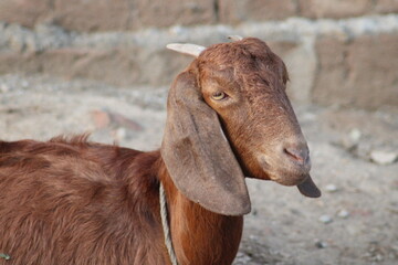 Fototapeta premium goat close view goat is a domestic and dairy animal