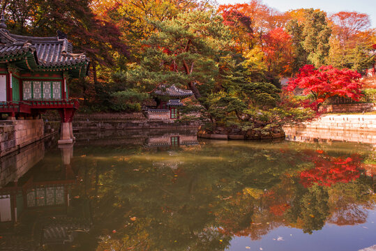 The scenery of Autumn, Huwon,Secert garden,Changdeokgung palace,Unesco World heritage,Seoul Korea.