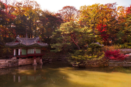 The scenery of Autumn, Huwon,Secert garden,Changdeokgung palace,Unesco World heritage,Seoul Korea.