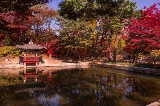 The scenery of Autumn, Huwon,Secert garden,Changdeokgung palace,Unesco World heritage,Seoul Korea.