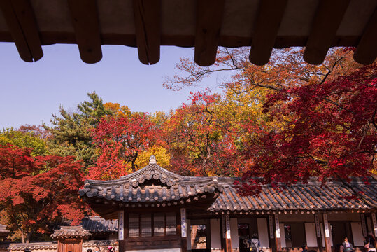 The scenery of Autumn, Huwon,Secert garden,Changdeokgung palace,Unesco World heritage,Seoul Korea.