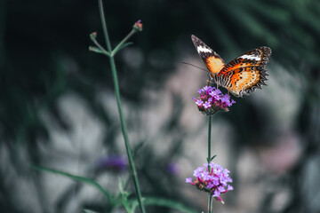 Butterfly flying in a field of purple flowers,Nature blossom background in summer,Sucking nectar from the flowers of insects is a way of life that is important to the life cycle of plants and animals.