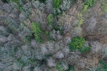 Winter top down view of mixed forest with naked broadleaf trees and evergreen coniferous trees in uplands of central Slovakia.