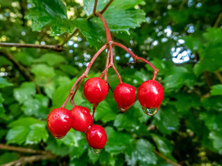 reflections in rain drops on black haw berries