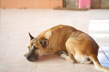 Stray dogs inside the school.