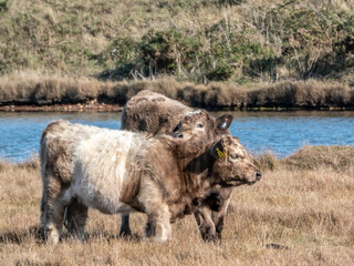 beautiful cows by the river bank