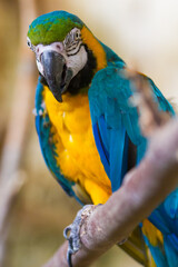 Ara Jaune et Bleu © SCHAWANN MICHAËL