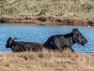 beautiful cows having a chat on the river bank