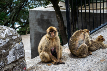 Photo of a wild macaque in Gibraltar sitting on the ground. Free monkey.	