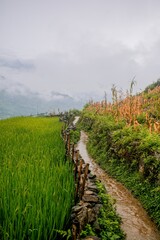 Fototapeta na wymiar Rice fields path in Vietnam