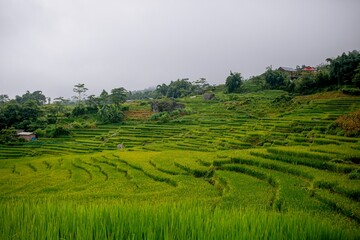 Fototapeta na wymiar Rice fields in Vietnam
