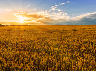 Scenic view at beautiful summer sunset in a wheaten shiny field with golden wheat and sun rays, deep bright cloudy sky witn sun glow , valley landscape