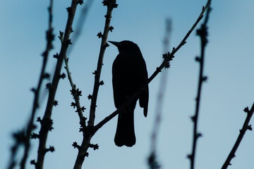 Low angle shot of a beautiful bird sitting the branches of a tree under the clear blue sky