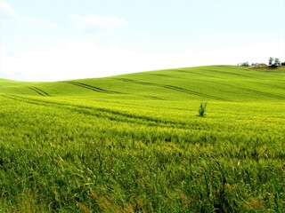 Obraz na płótnie Canvas Italy- Tuscany the green hills of the wheat fields