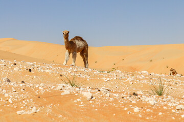 Camel calf in the desert