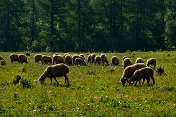 The high pastures of the Altai mountains, Russia. mountain Altai. Sheep grazing peacefully in the larch valleys of the Yabogan river.