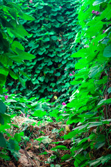 beautiful green branched and leafy path