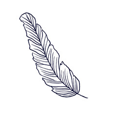 The feather of a bird. Vector illustration in the Doodle style. Isolated object on a white background. Hand drawn sketch.