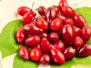 Common dogwood on green leaves