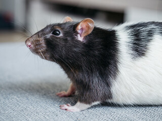 Portrait of domestic white and black rat