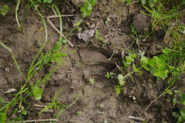Deer print in dirt