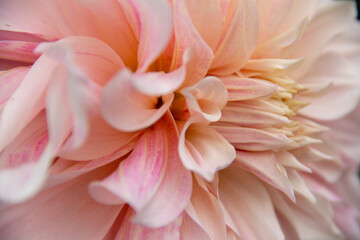 Fototapeta na wymiar lush garden Dahlia flower close up